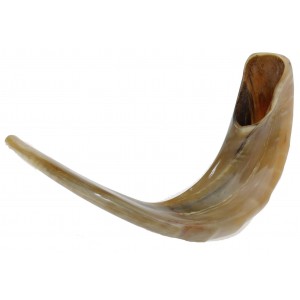 Ram Horn Polished Shofar in light Brown by Barsheshet – Ribak (10
