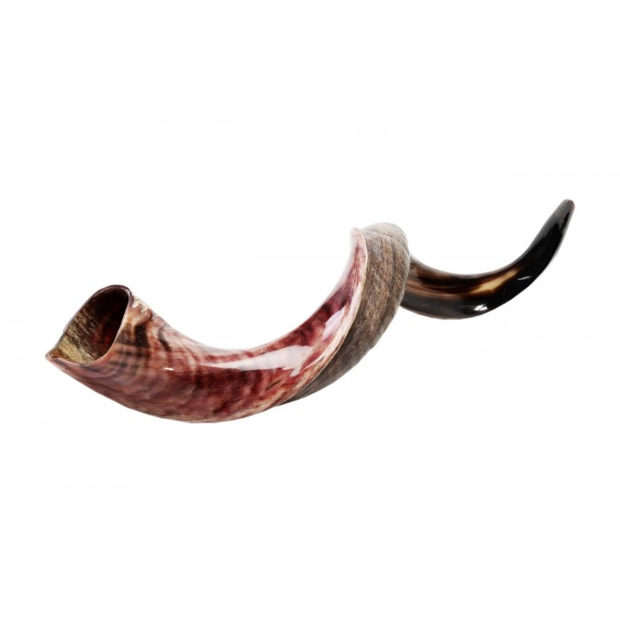 Yemenite Kudu Half-Polished Horn Shofar by Barsheshet – Ribak